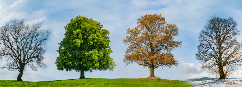 Foto von vier Bäumen in verschiedenen Jahreszeiten