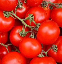 Tomaten sind sicherlich ein elementarer Bestandteil des Essens aus Italien. Hier siehst du frische rote Tomaten.