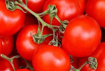 Tomaten sind sicherlich ein elementarer Bestandteil des Essens aus Italien. Hier siehst du frische rote Tomaten.
