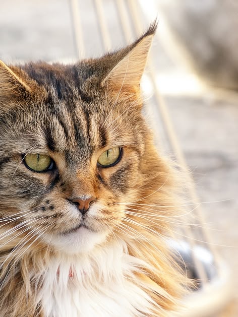 Eine neue Sprache lernen - mit Katzen GIFs